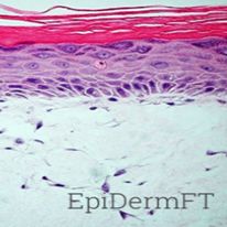 EpiDerm FT全层皮肤模型检测盒
