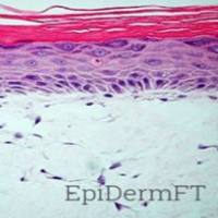 EpiDerm FT全层皮肤模型检测盒