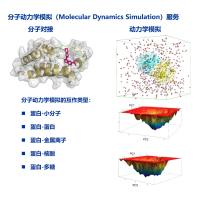 分子对接、动力学模拟技术服务