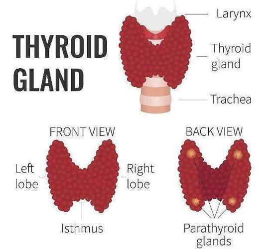 TSHR：甲状腺细胞代谢的关键调节因子