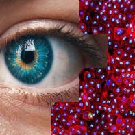 EpiOcular三维重建角膜模型检测盒