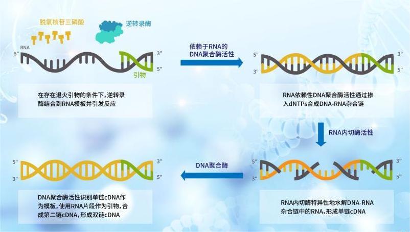 怎么才能分清PCR、qPCR、RT-PCR、RT-qPCR“四胞胎”呢?