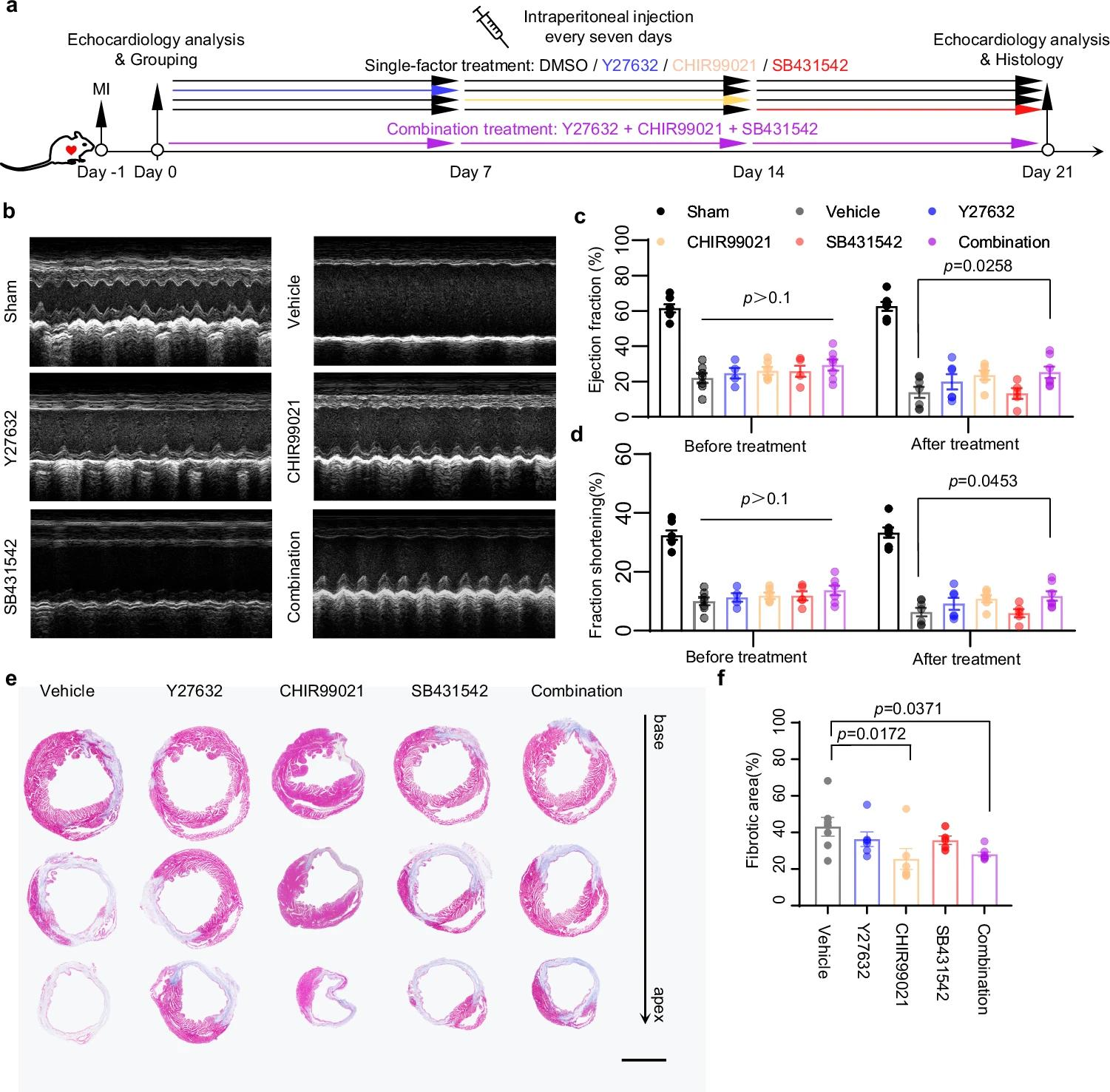 心脏组织修复的新工程模型-用于探索纤维化过程和治疗干预