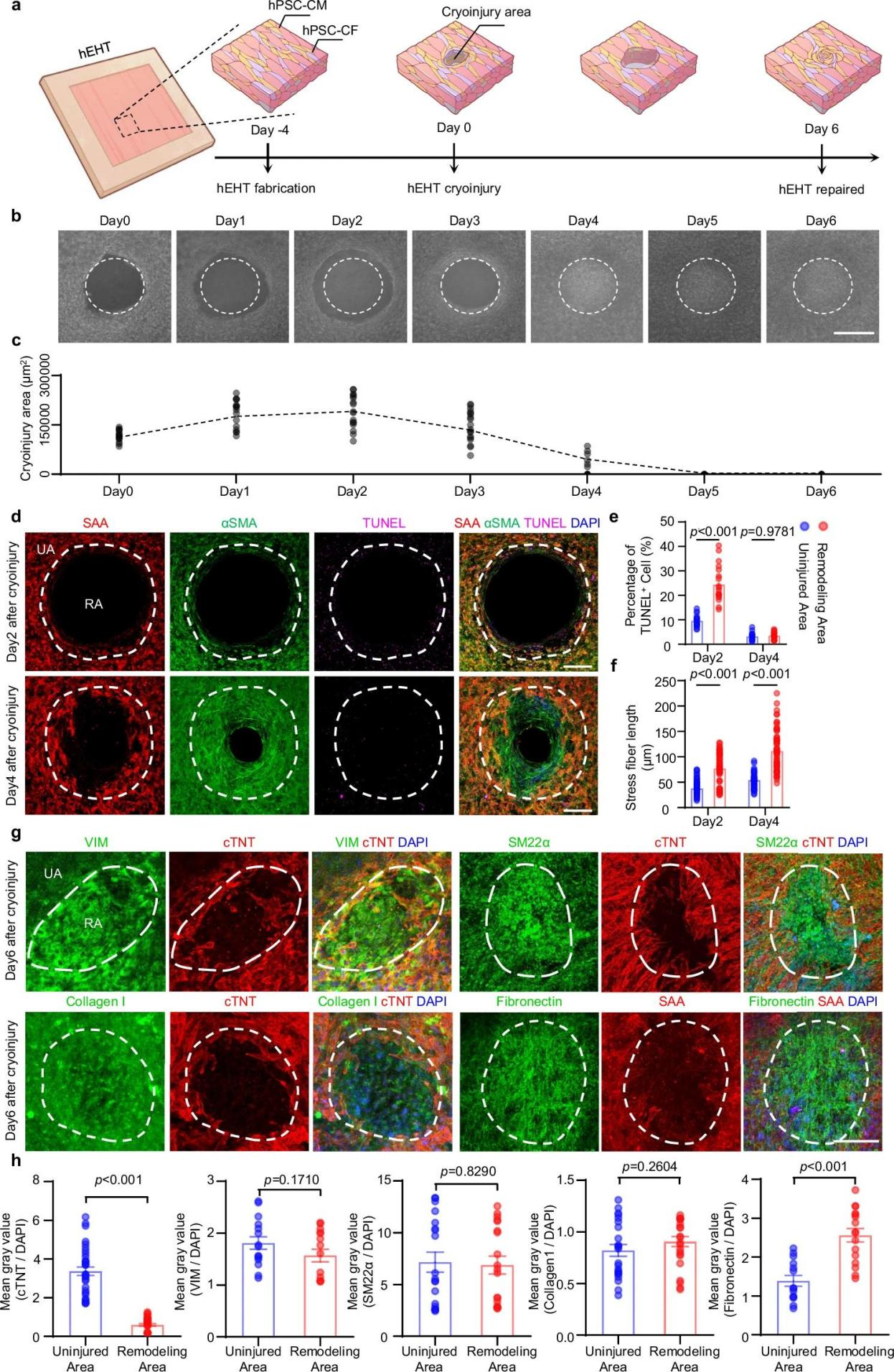 心脏组织修复的新工程模型-用于探索纤维化过程和治疗干预