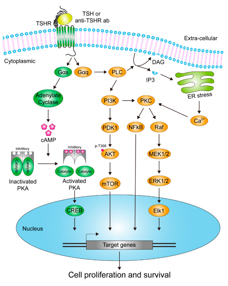 TSHR：甲状腺细胞代谢的关键调节因子