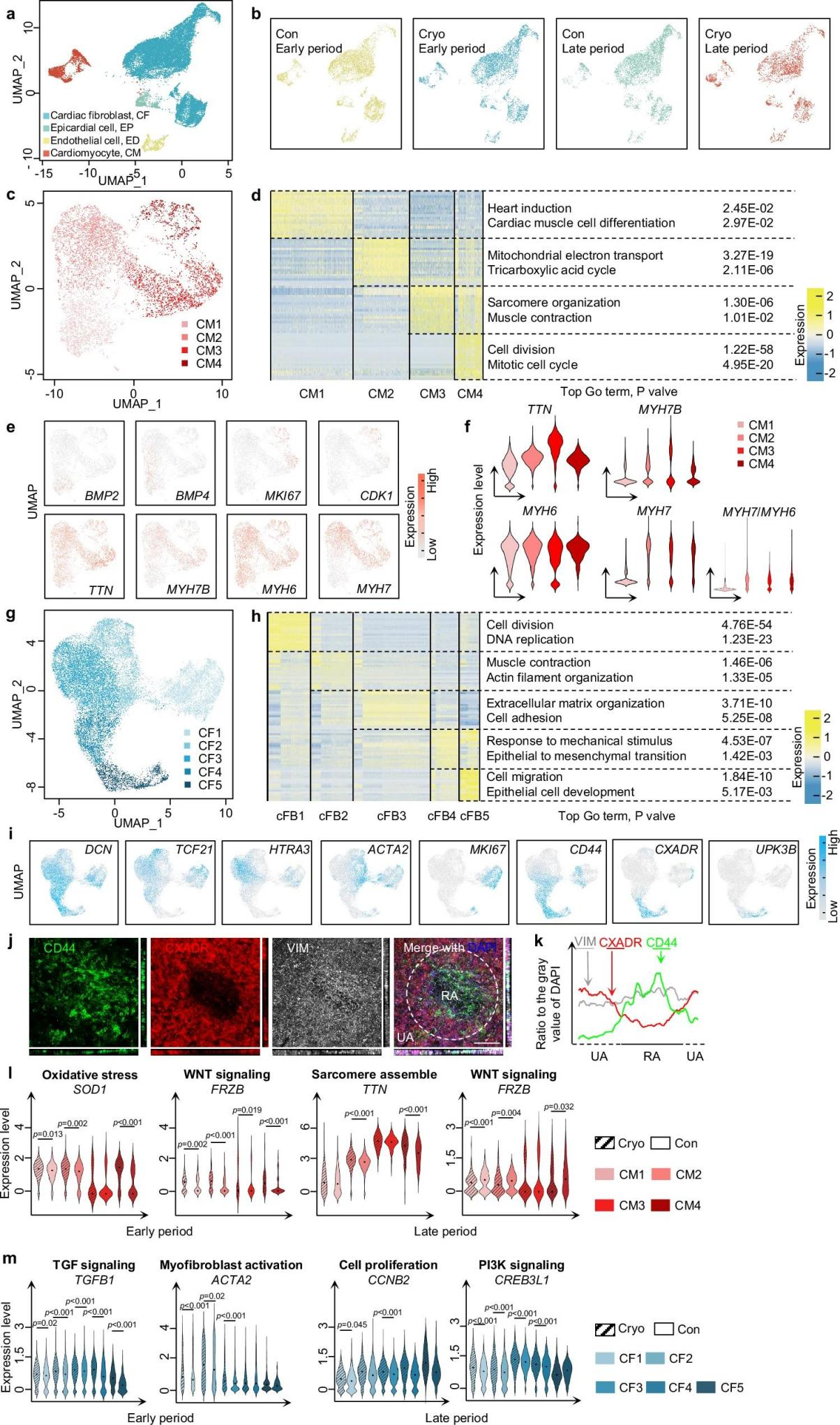 心脏组织修复的新工程模型-用于探索纤维化过程和治疗干预