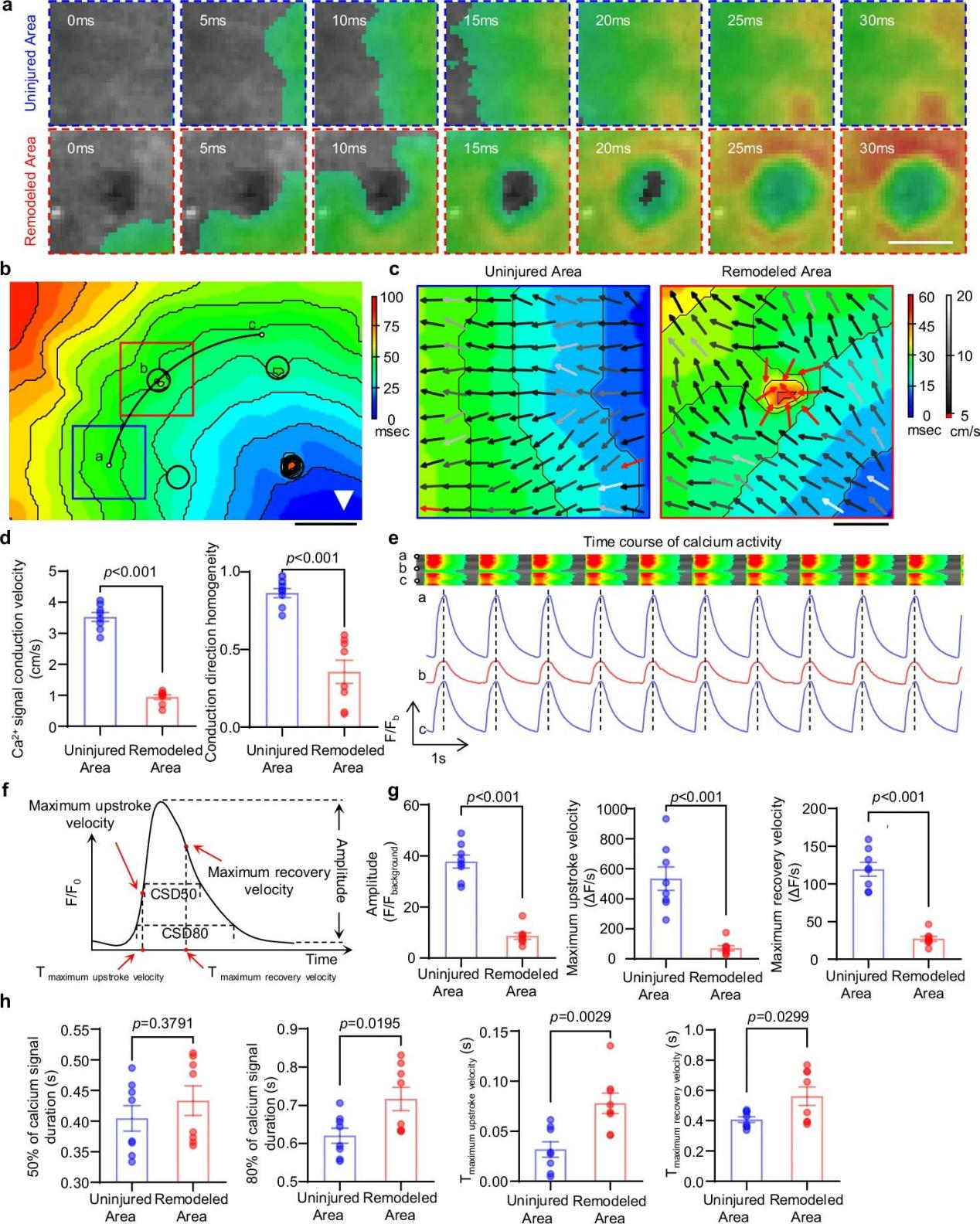 心脏组织修复的新工程模型-用于探索纤维化过程和治疗干预