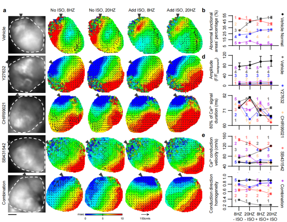 心脏组织修复的新工程模型-用于探索纤维化过程和治疗干预