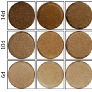 MelanoDerm黑色素皮肤模型检测盒