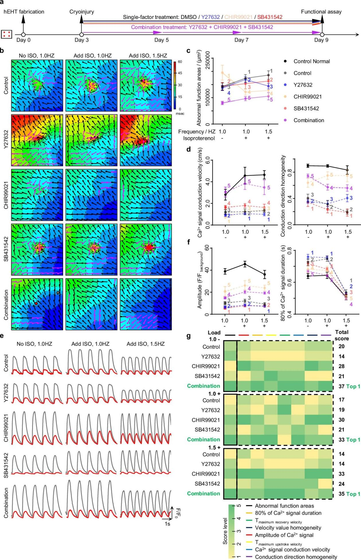 心脏组织修复的新工程模型-用于探索纤维化过程和治疗干预