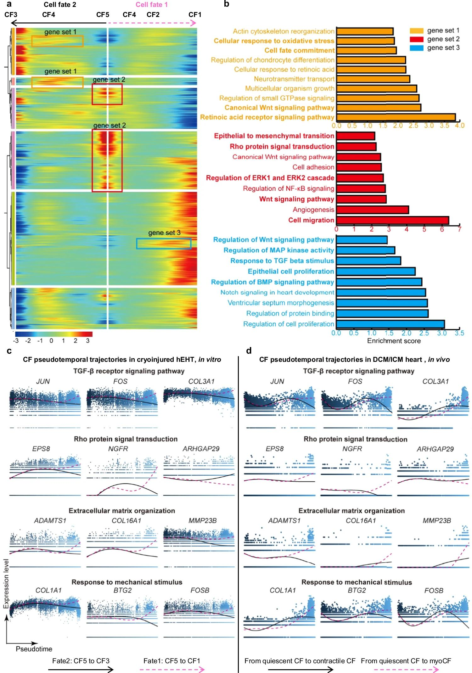 心脏组织修复的新工程模型-用于探索纤维化过程和治疗干预