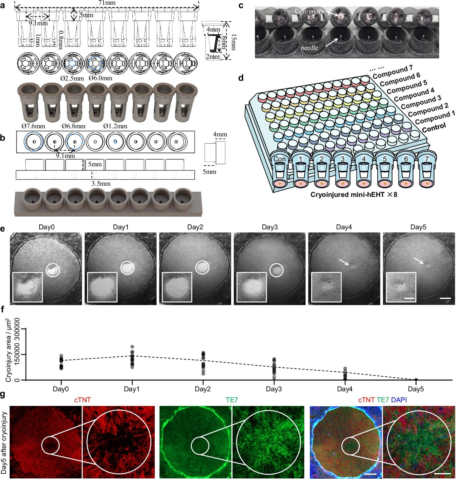 心脏组织修复的新工程模型-用于探索纤维化过程和治疗干预