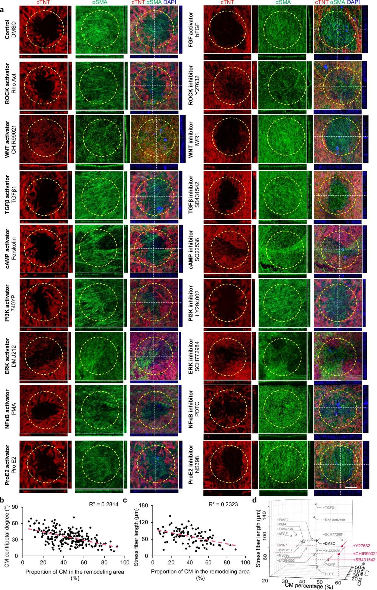 心脏组织修复的新工程模型-用于探索纤维化过程和治疗干预