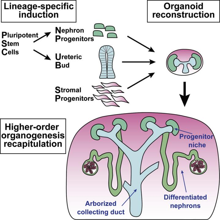 神奇的细胞因子系列之肾类器官培养