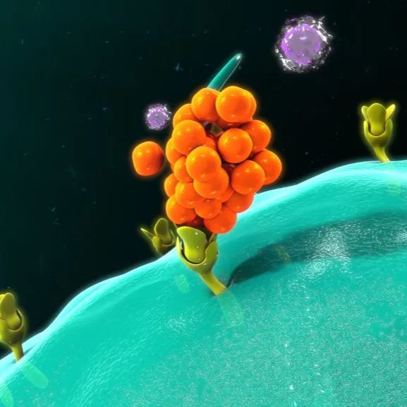 常规组织脱水与石蜡包埋