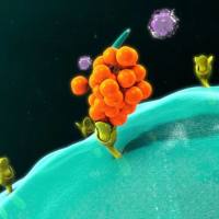 常规组织脱水与石蜡包埋