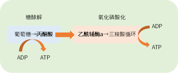 新品上市 | 丙酮酸、乙酰辅酶A荧光法测试盒，能量代谢检测新选择