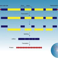 转录组学之small RNA测序