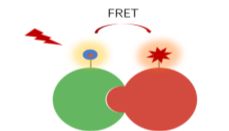 一文了解TR-FRET技术