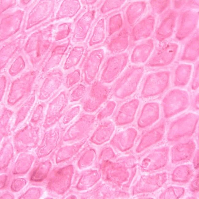 细胞检测常见问题解答