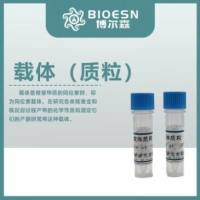 pRK5-FLAG-CYP26C1(human)