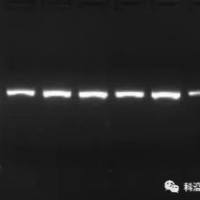 基因组学之16s、18s、ITS等扩增子测序