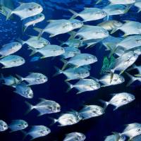 水产品功效成分检测