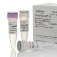 pCDNA3.1-V5-IVT-COGFP