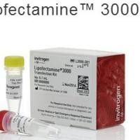 Lipofectamine 3000转染试剂，0.1ml