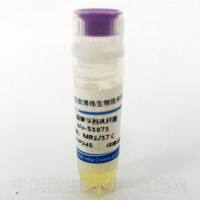 菊糖芽孢乳杆菌	 