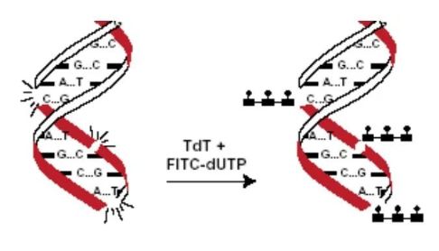 细胞凋亡常见7种检测方法大汇合
