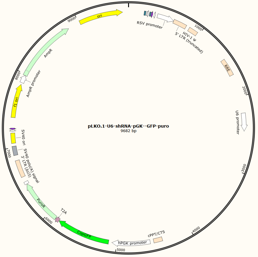 pLKO.1-U6-shRNA-pGK-GFP-Puro