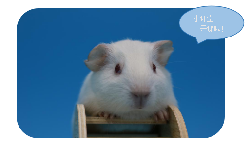小小豚鼠，大大作用第三讲 ：豚鼠的常见疾病及预防