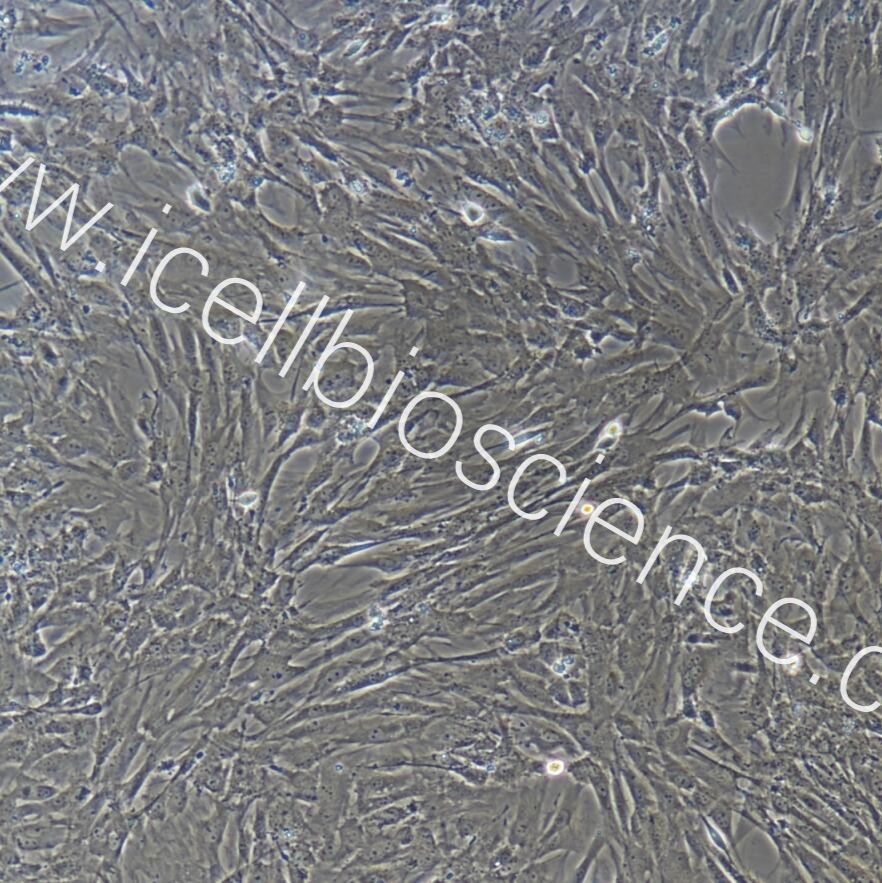 小鼠睾丸间质细胞/免疫荧光鉴定/镜像绮点生物