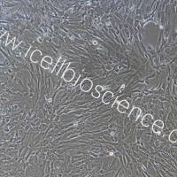 小鼠睾丸间质细胞/免疫荧光鉴定/镜像绮点生物