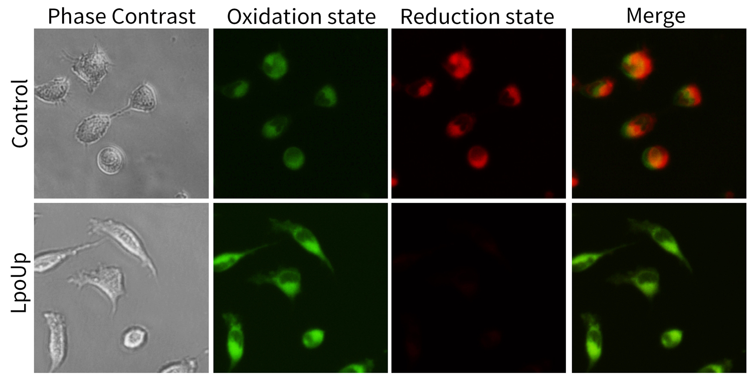 脂质过氧化检测试剂盒—监控铁死亡！