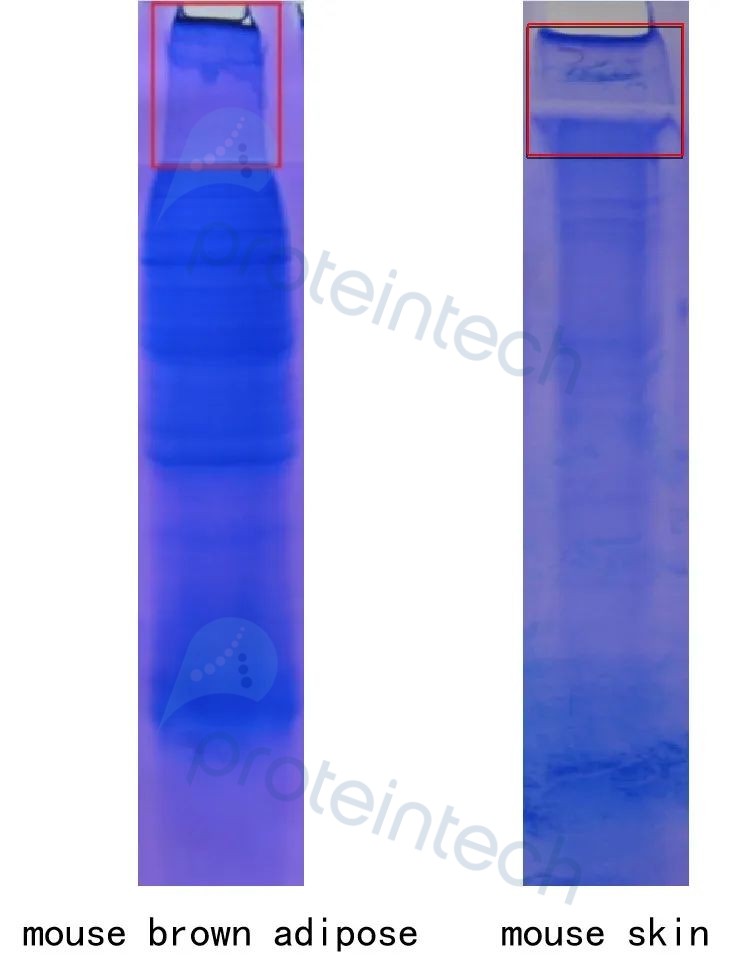 WB样本堵孔解决方案