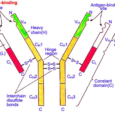 Anti-TdT抗体,末端脱氧核苷酸转移酶抗体