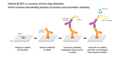 ELISA技术测定单克隆抗体效价方法实验目的