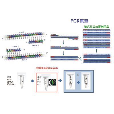 Realtime PCR PreMIX(高ROX sybgreen)