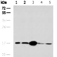 COX IV mouse monoclonal antibody