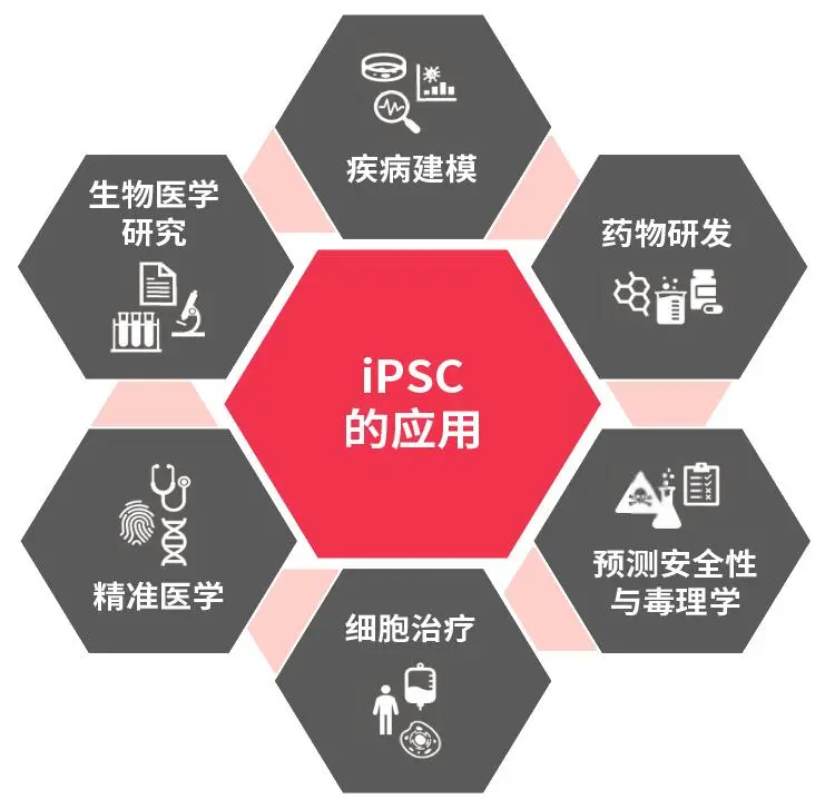 【白皮书】小分子抑制剂:解锁iPSC的新潜能