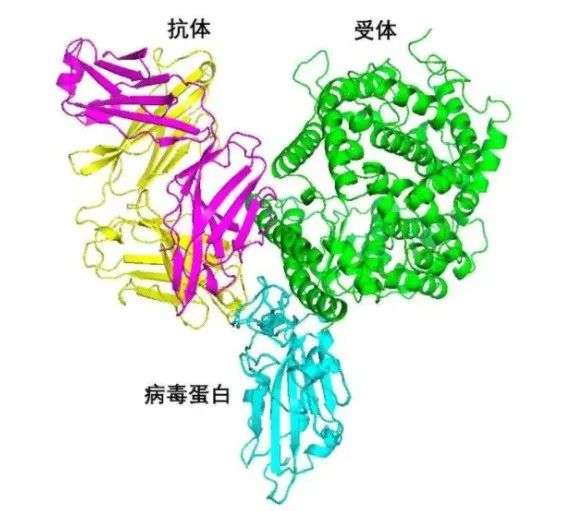 【Biorbyt产品】中和试验