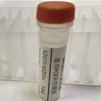 PCR Positive Control (BALB/c Mouse cDNA)(BALB/c小鼠