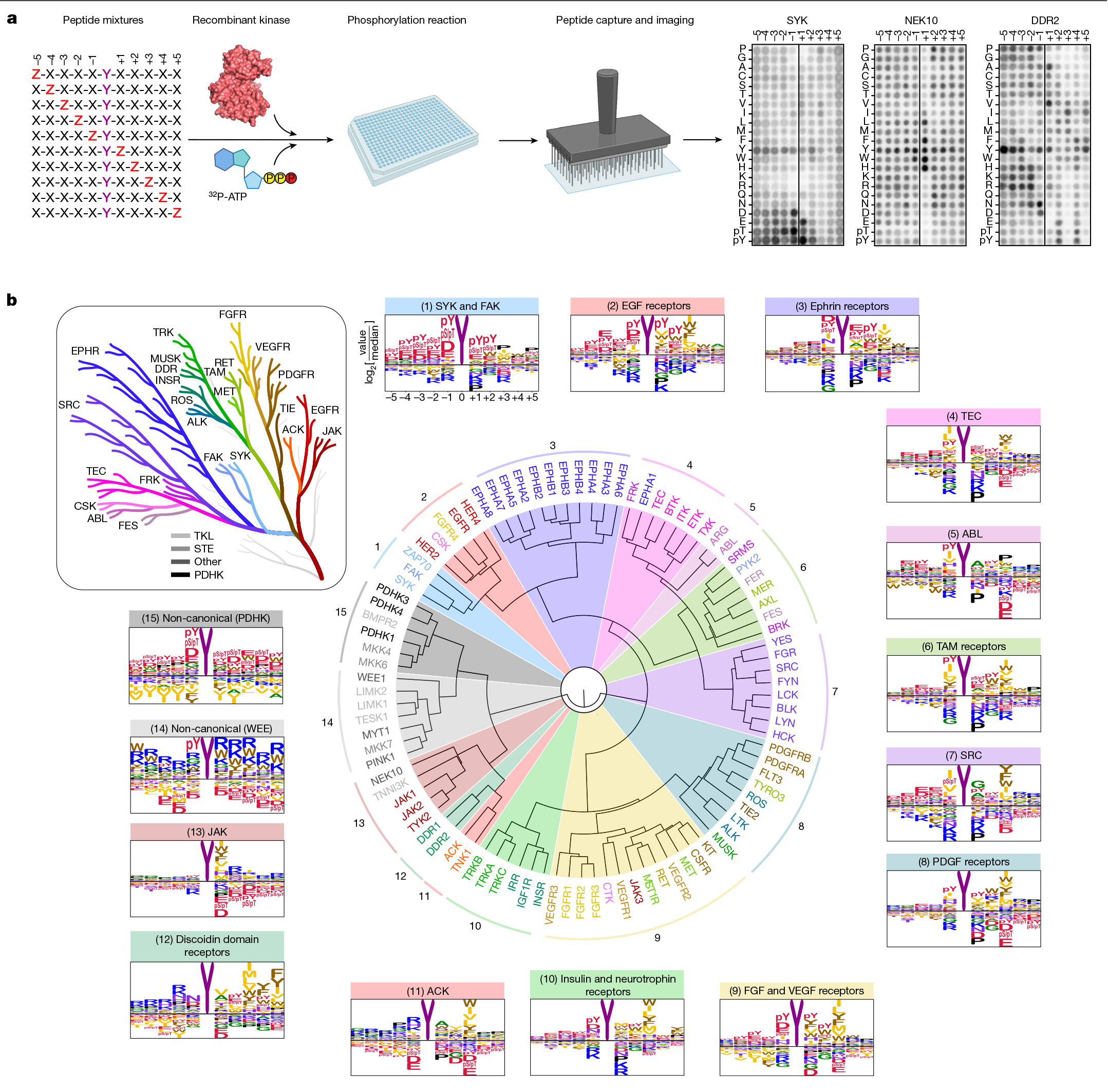 “科学突破奖”获得者连续两篇Nature，成功绘制人类主要激酶底物特异性图谱
