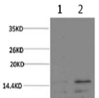 Histone H3 mouse monoclonal antibody