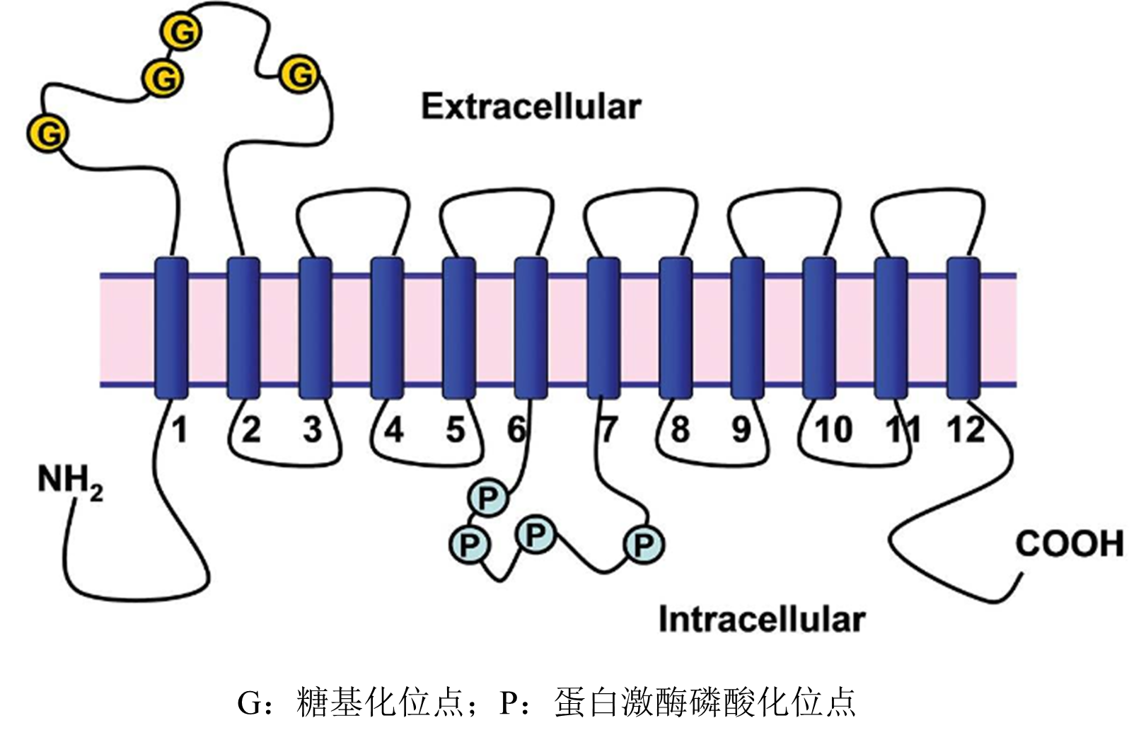 国内首家！IPHASE SLC家族OAT3转运体细胞研发成功