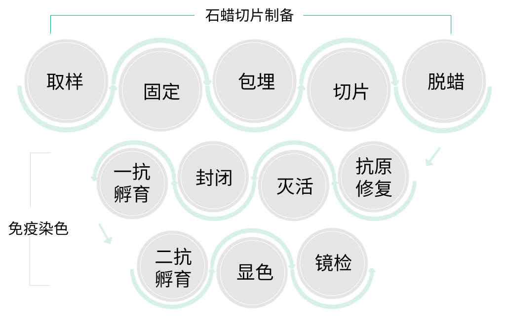 仅需12步，助你做出完美免疫组化IHC片子