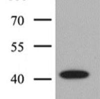 ERK1/2 mouse monoclonal antibody
