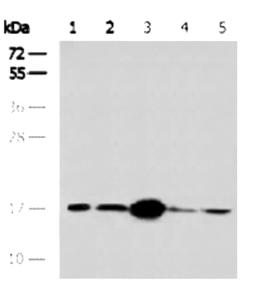 COX IV mouse monoclonal antibo